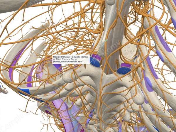 Medial Branch of Posterior Ramus of Third Thoracic Nerve 