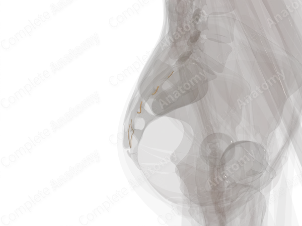 Posterior Rami of Sacral Nerves (Left)