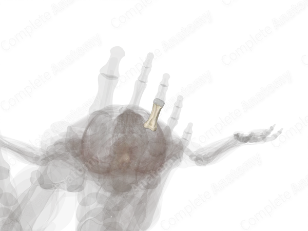 Proximal Phalanx of Third Toe (Left)