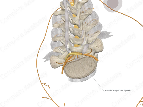 Posterior Longitudinal Ligament (Lumbar Part)