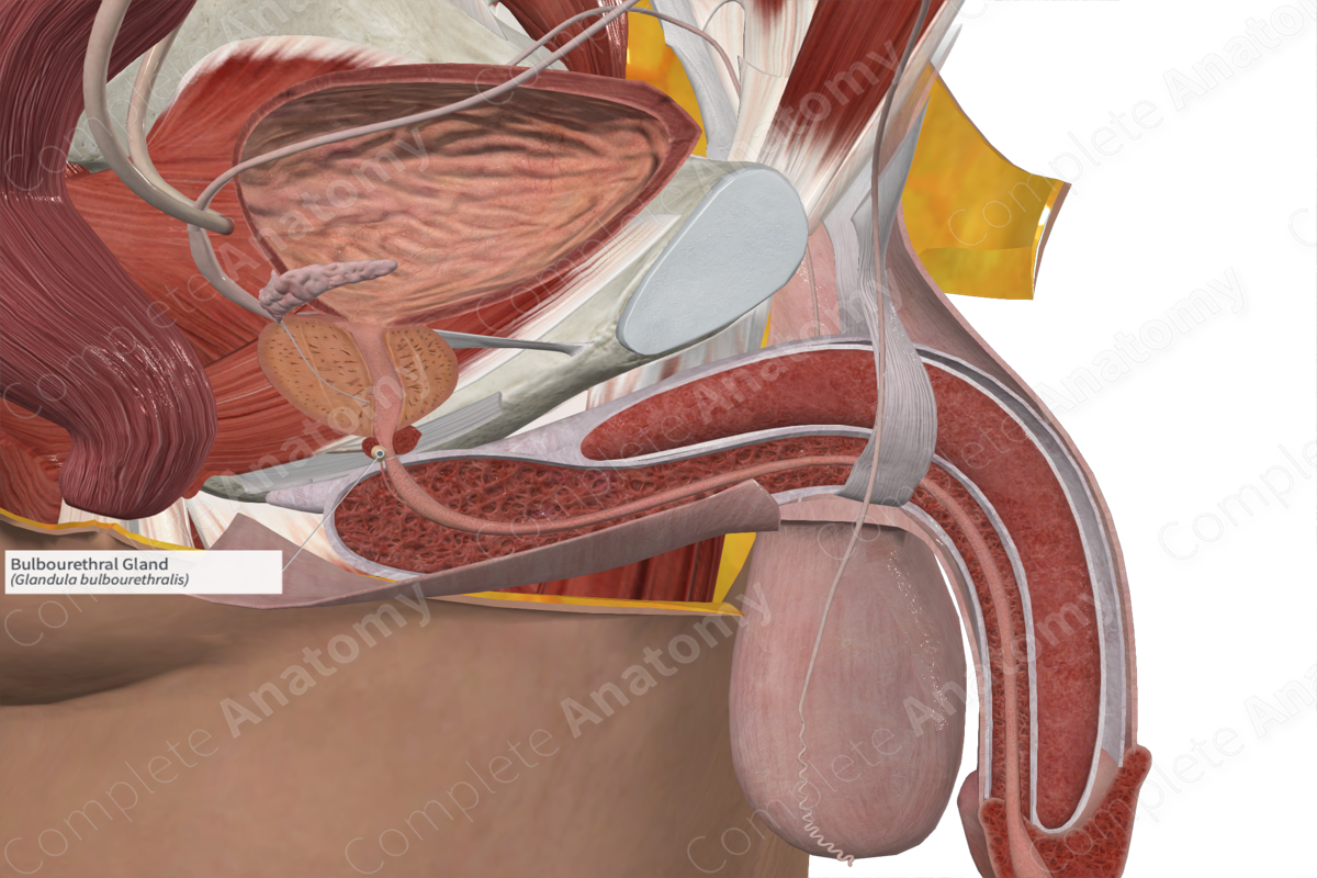 Bulbourethral Gland 