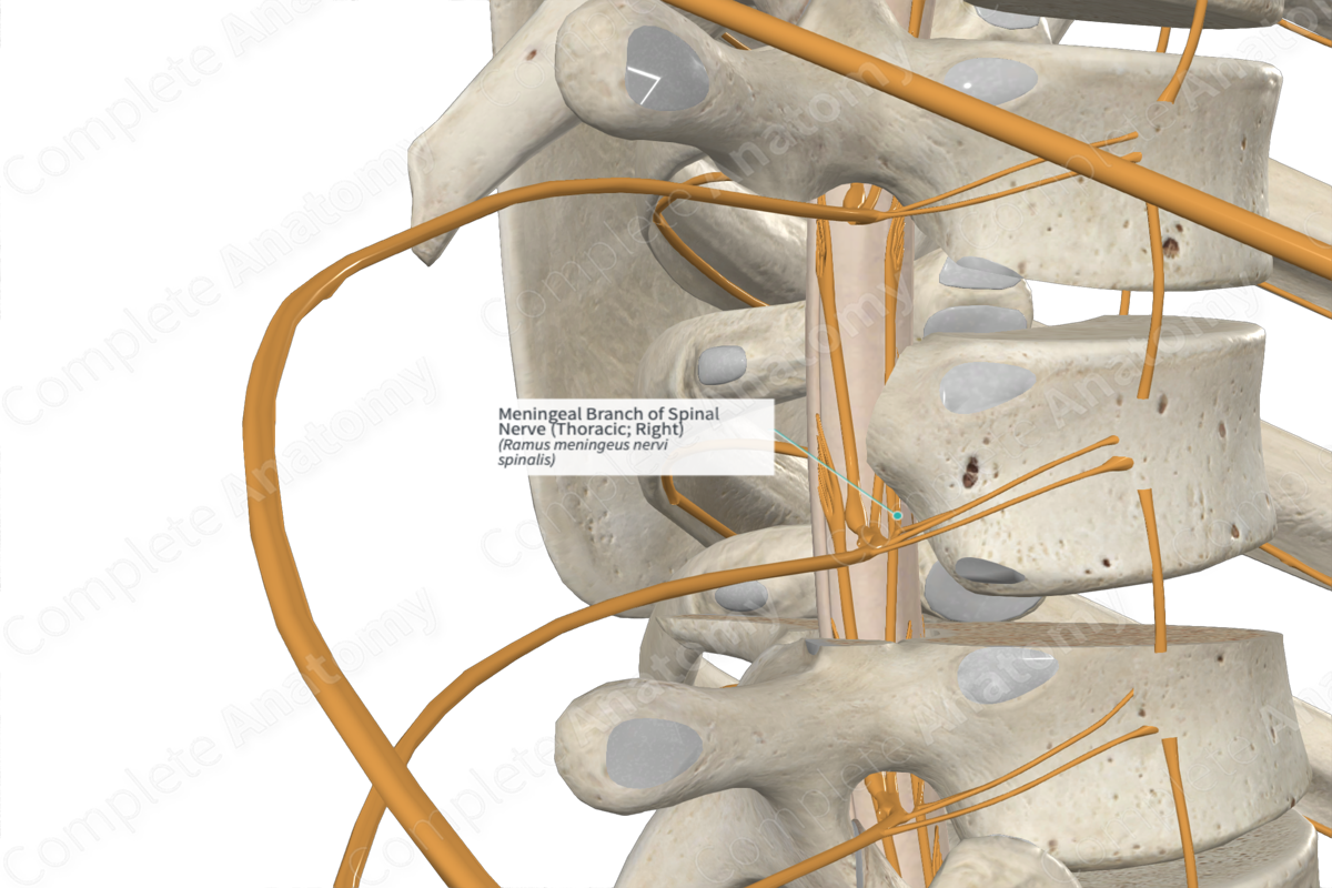 Meningeal Branch of Spinal Nerve (Thoracic; Right)