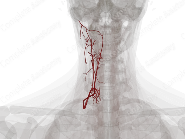 Arteries of Neck (Left)