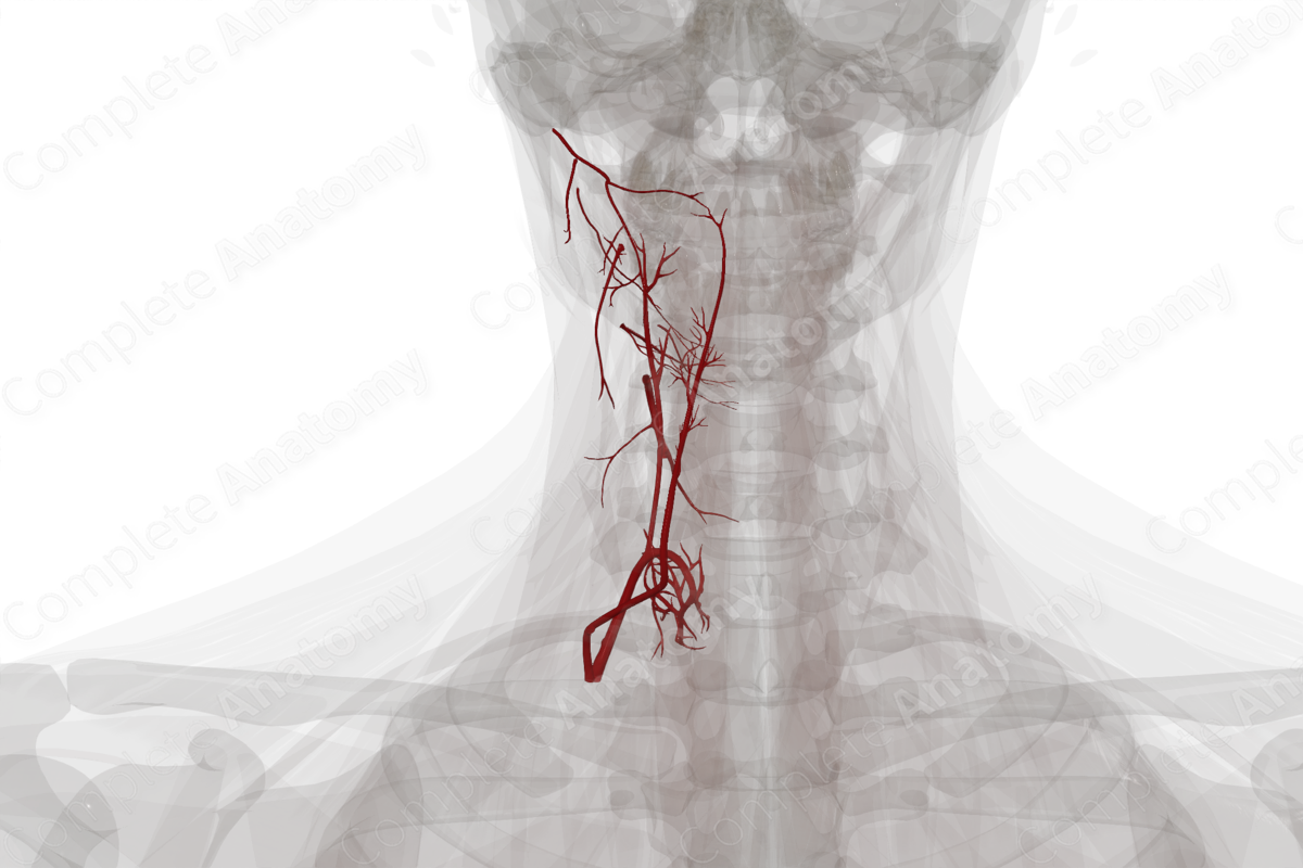 Arteries of Neck (Left)