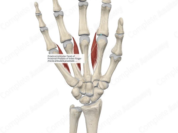 Proximal Articular Facet of Proximal Phalanx of Index Finger 