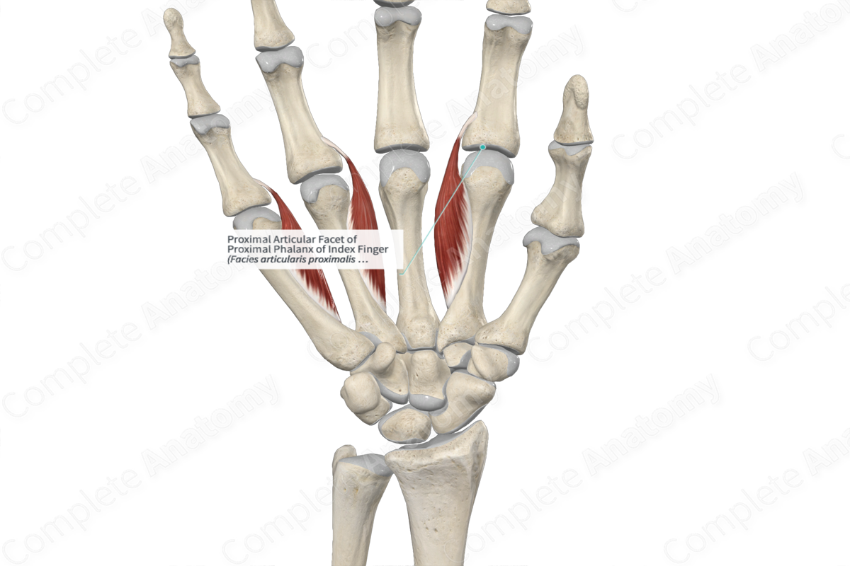Proximal Articular Facet of Proximal Phalanx of Index Finger 