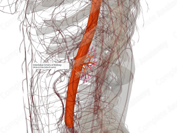 Interlobar Artery of Kidney (Right)