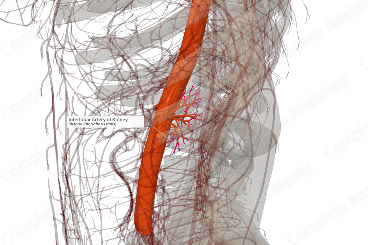 Interlobar Artery of Kidney (Right)