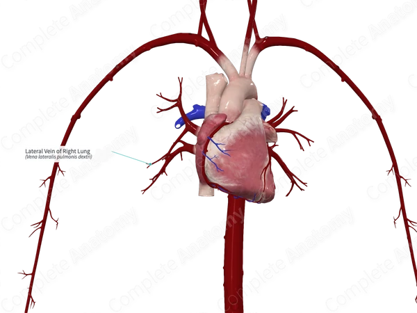 Lateral Vein of Right Lung