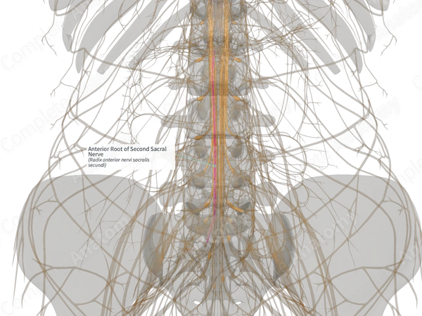 Anterior Root of Second Sacral Nerve (Left)