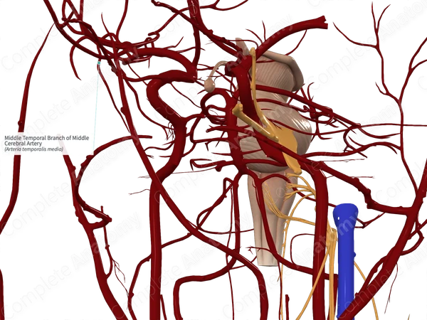 Middle Temporal Branch of Middle Cerebral Artery 