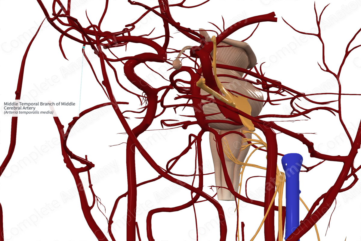 Middle Temporal Branch of Middle Cerebral Artery 