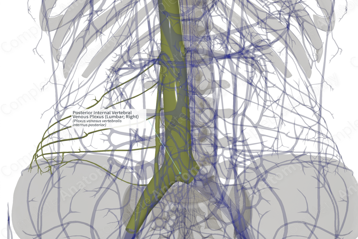 Posterior Internal Vertebral Venous Plexus (Lumbar; Right)
