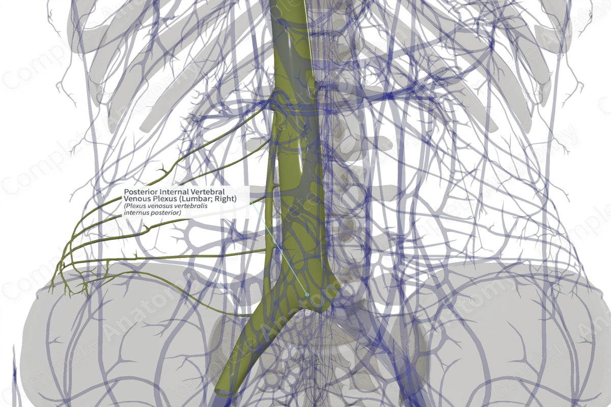 Posterior Internal Vertebral Venous Plexus Lumbar Right Complete