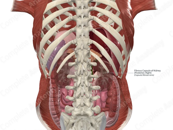 Fibrous Capsule of Kidney (Posterior; Right)