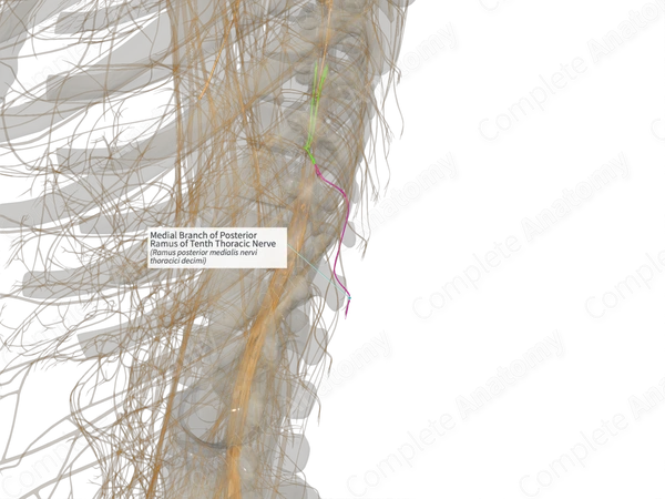 Medial Branch of Posterior Ramus of Tenth Thoracic Nerve (Right)