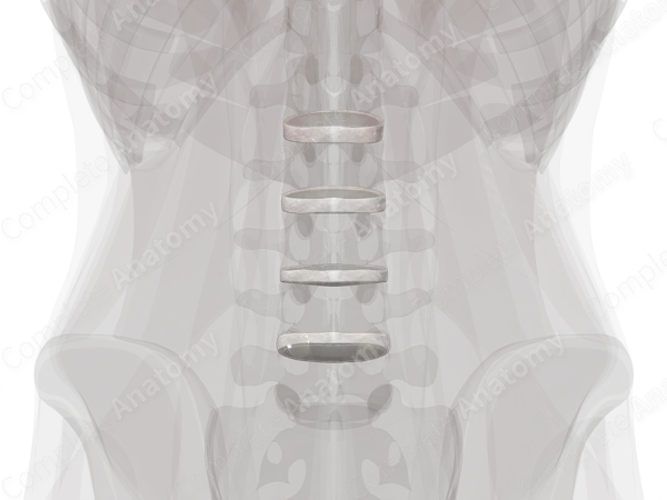 Intervertebral Symphysis (Lumbar)