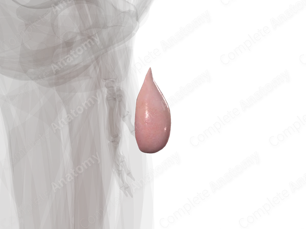 Testis (Medial Part; Left)