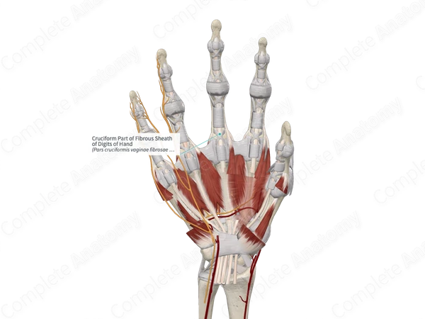 Cruciform Part of Fibrous Sheath of Digits of Hand 
