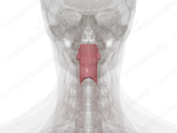 Oropharynx