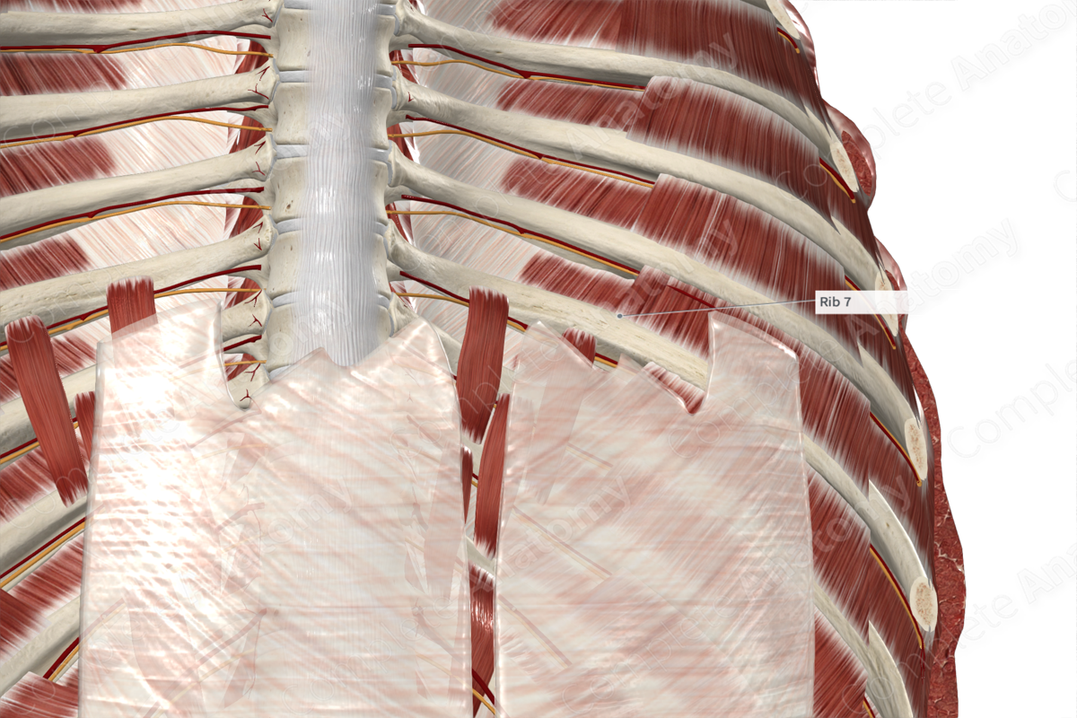 Seventh Rib 