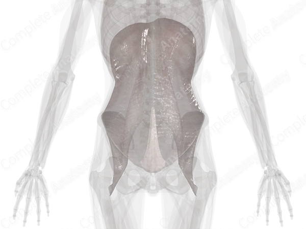 Endoabdominal Fascia