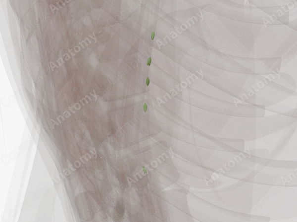Lymph Nodes of Arm (Left)