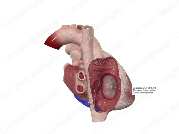 Septal Leaflet of Right Atrioventricular Valve