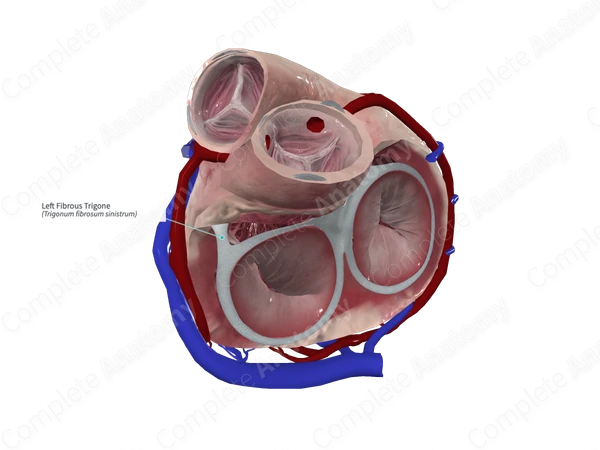 Left Fibrous Trigone