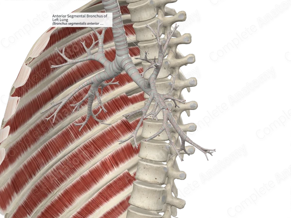 Anterior Segmental Bronchus of Left Lung