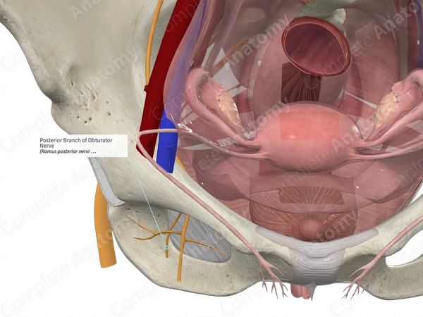 Posterior Branch of Obturator Nerve 