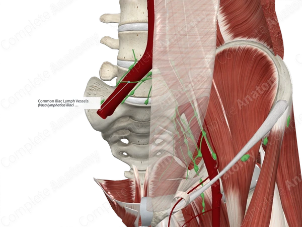 Common Iliac Lymph Vessels