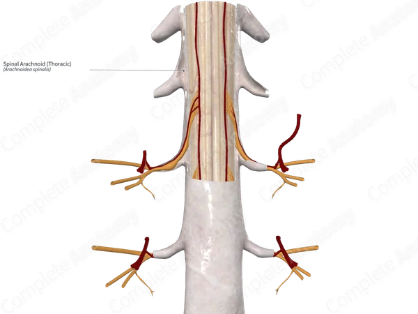 Spinal Arachnoid (Thoracic)