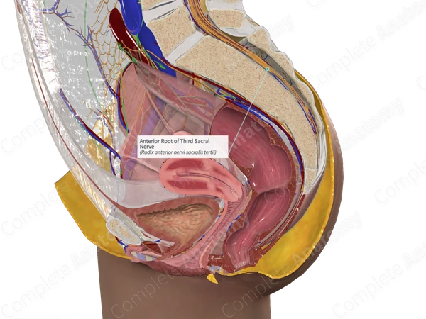 Anterior Root of Third Sacral Nerve