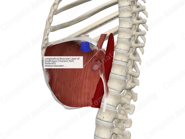 Longitudinal Muscular Layer of Esophagus (Thoracic Part; Posterior)