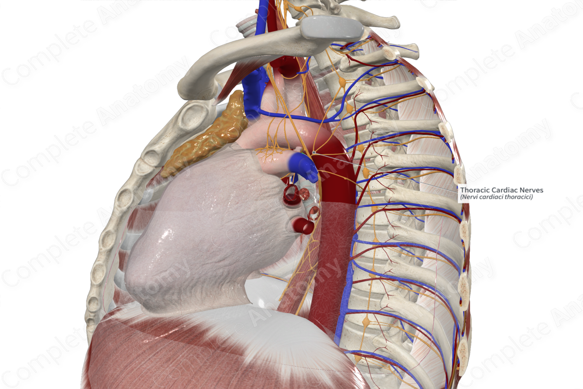 Thoracic Cardiac Nerves 