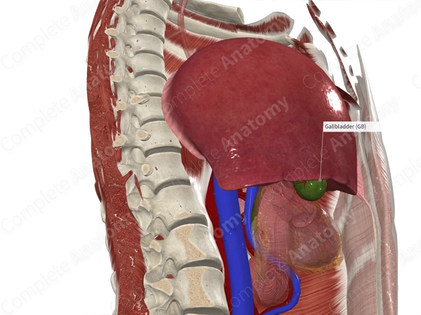 Gallbladder (Posterior Part)