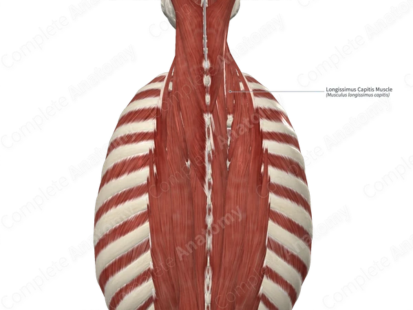 Longissimus Capitis Muscle