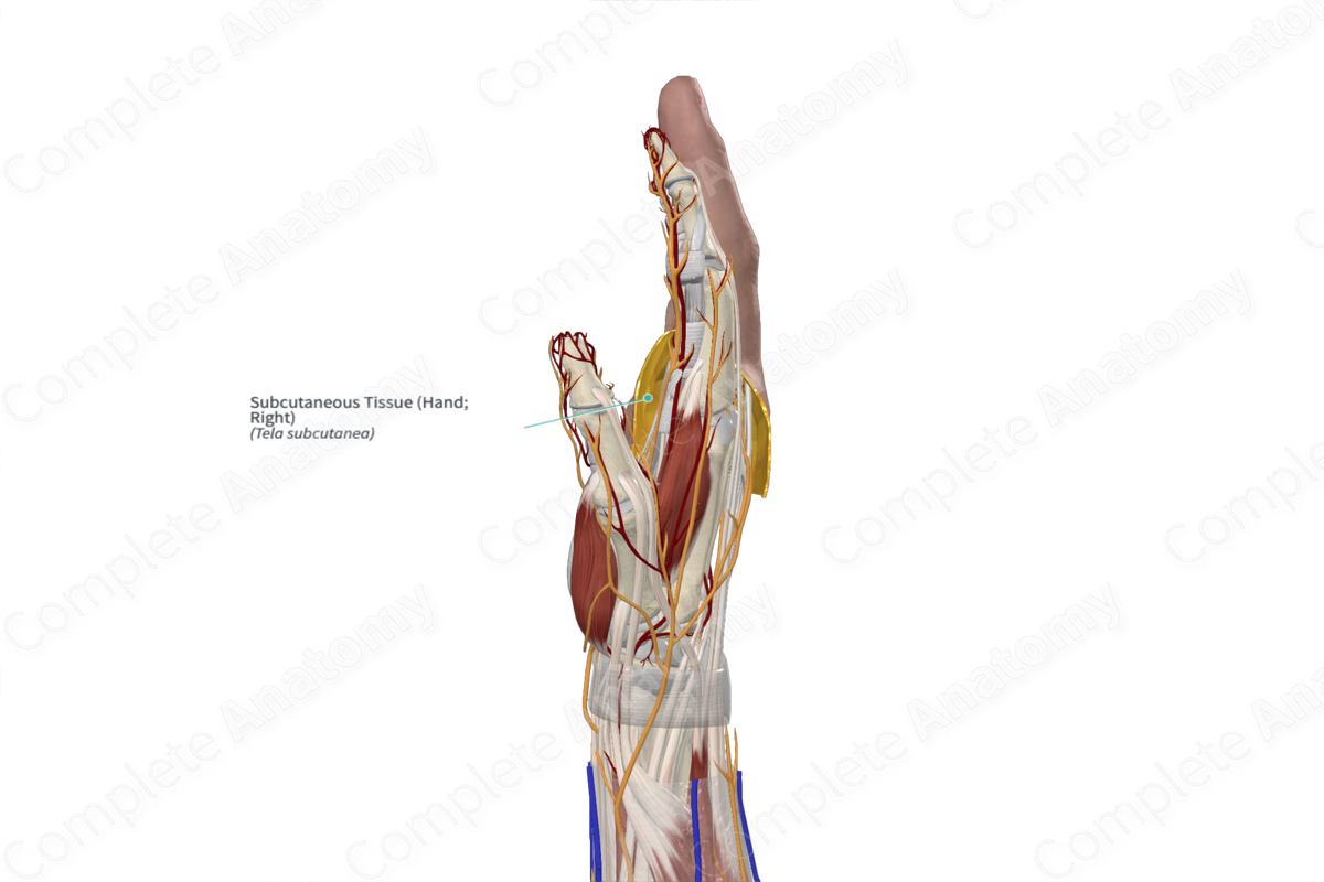 Subcutaneous Tissue (Hand; Right)