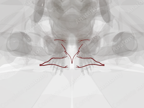Arteries of Female External Genitalia