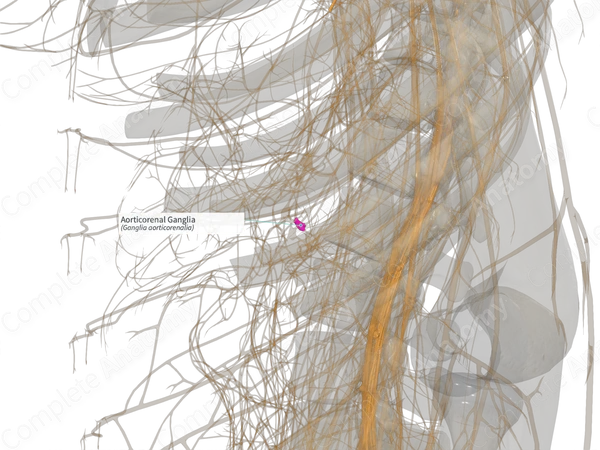 Aorticorenal Ganglia (Right)