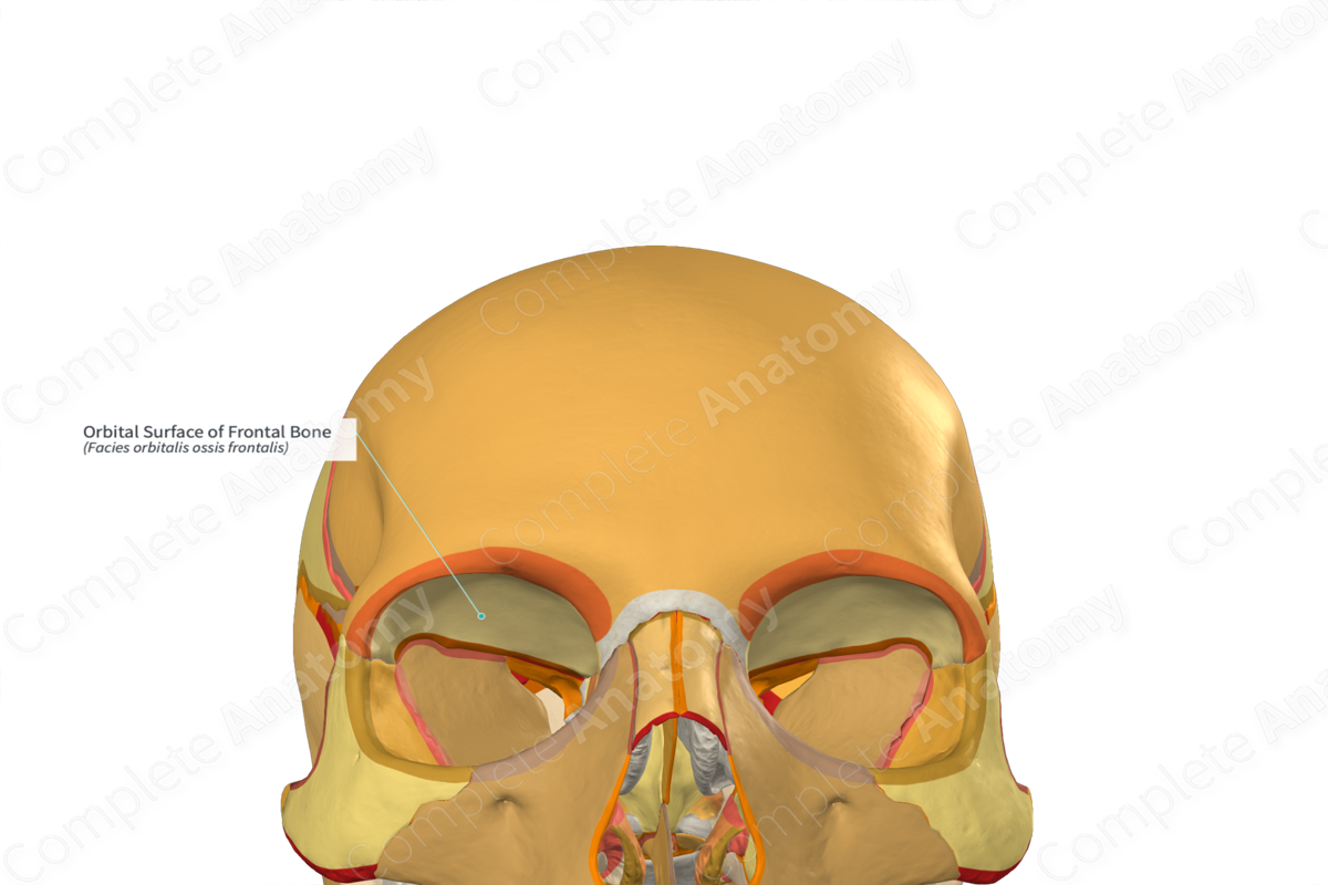 Orbital Surface of Frontal Bone (Right)
