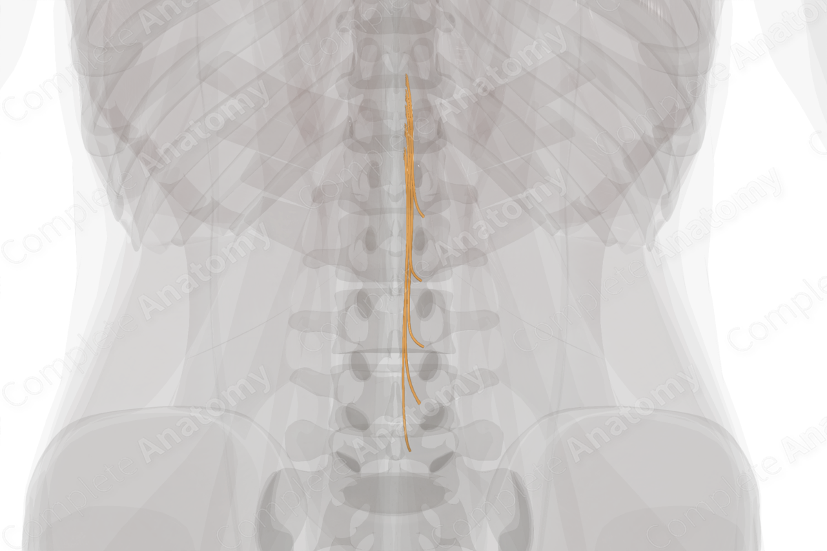 Posterior Roots of Lumbar Nerves (Left)