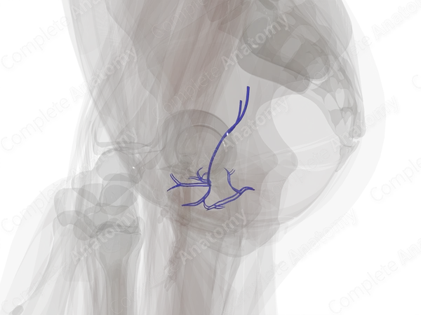 Vesical Veins