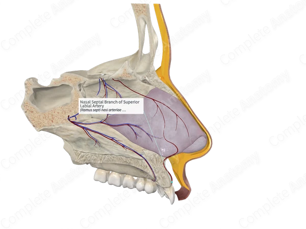 Nasal Septal Branch of Superior Labial Artery