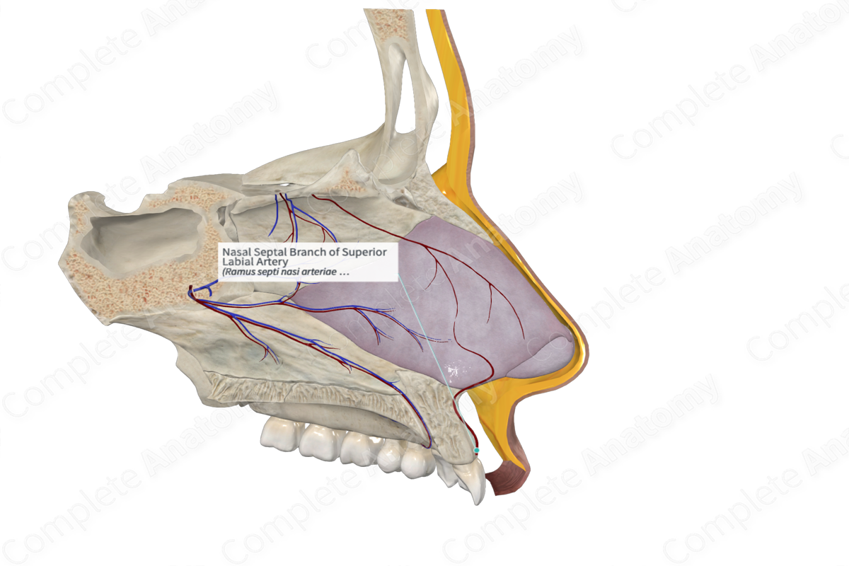 Nasal Septal Branch of Superior Labial Artery 