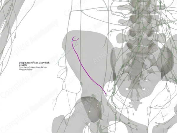 Deep Circumflex Iliac Lymph Vessels (Right)