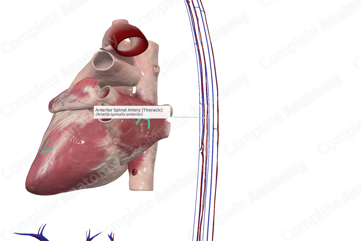 Anterior Spinal Artery (Thoracic)