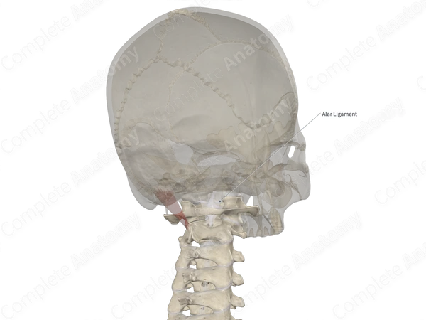 Alar Ligaments