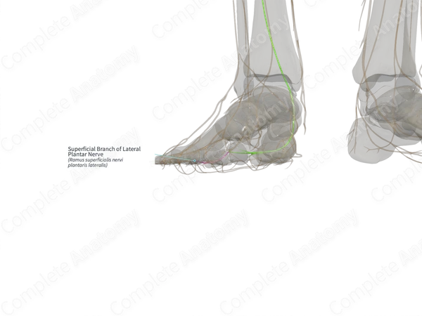 Superficial Branch of Lateral Plantar Nerve (Left)